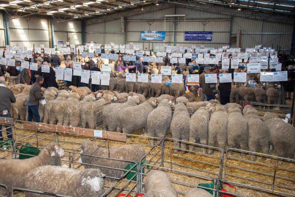 Sheepvention countdown | spec.com.au